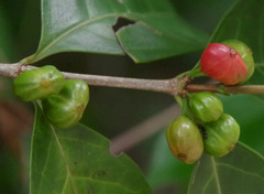 Cyclophyllum multiflorum