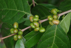 Cyclophyllum multiflorum