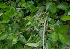 Cyclophyllum multiflorum