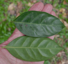 Cyclophyllum multiflorum