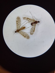 Sylvicola marmoratus