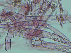 Hypomyces polyporinus