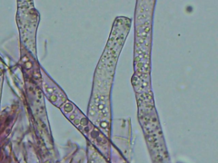 Hypomyces polyporinus