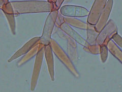 Hypomyces polyporinus