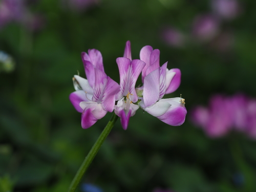 Astragalus sinicus