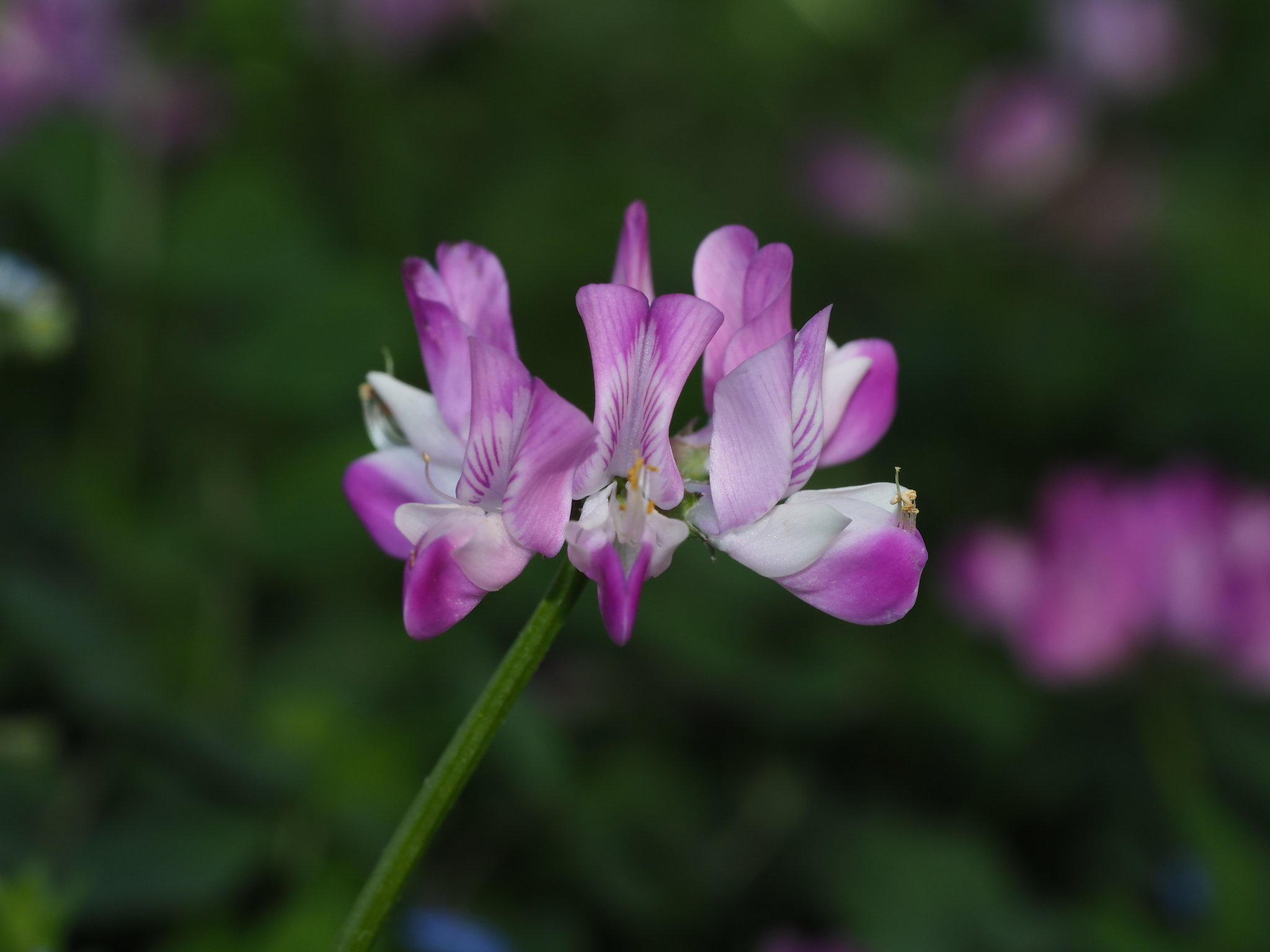Astragalus sinicus