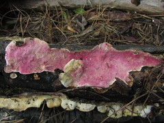 Hypomyces polyporinus