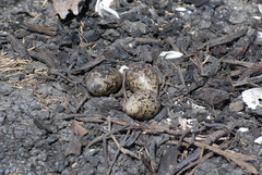 Himantopus mexicanus