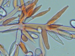 Hypomyces polyporinus