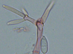 Hypomyces polyporinus