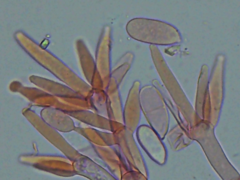 Hypomyces polyporinus