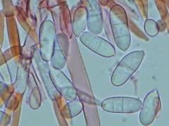 Hypomyces polyporinus