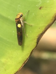 Dilobopterus exaltatus