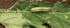 Lepidoptera