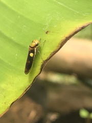 Dilobopterus exaltatus