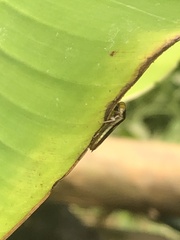 Dilobopterus exaltatus