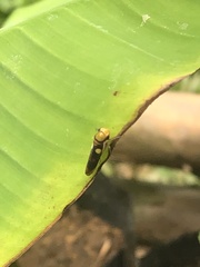 Dilobopterus exaltatus