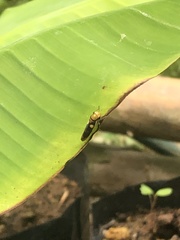 Dilobopterus exaltatus