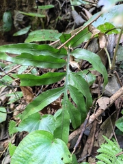Leptochilus ellipticus