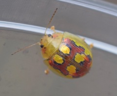 Paropsisterna gloriosa