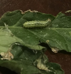 Lepidoptera