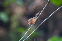 Tawny-Bellied Babbler photo 3