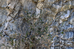 Brickellia desertorum