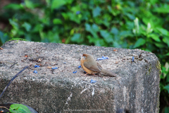 Tawny-Bellied Babbler photo 4