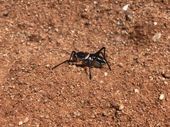 Acanthoplus