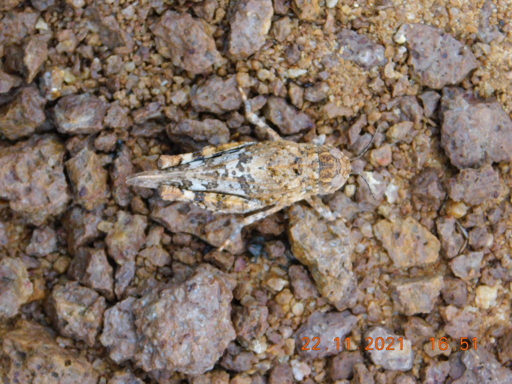Leprus elephas