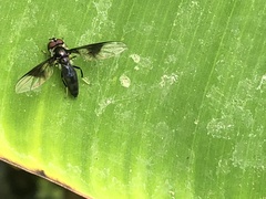 Ocyptamus dimidiatus