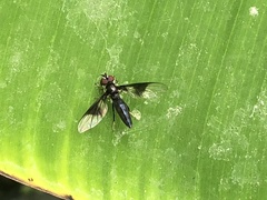 Ocyptamus dimidiatus