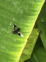 Ocyptamus dimidiatus