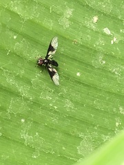 Ocyptamus dimidiatus