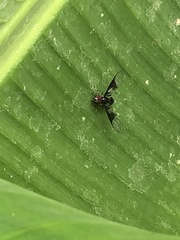 Ocyptamus dimidiatus