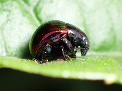 Hybolabus