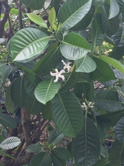 Tabernaemontana dichotoma