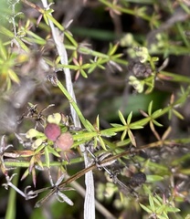 Galium gaudichaudii gaudichaudii