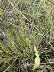 Galium gaudichaudii gaudichaudii