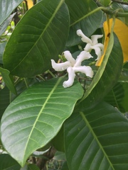 Tabernaemontana dichotoma