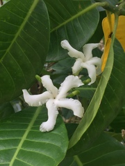 Tabernaemontana dichotoma