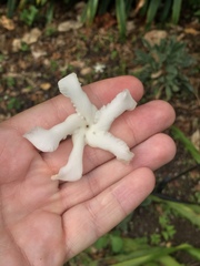 Tabernaemontana dichotoma