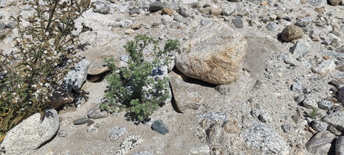 Variety Cryptantha maritima pilosa · iNaturalist