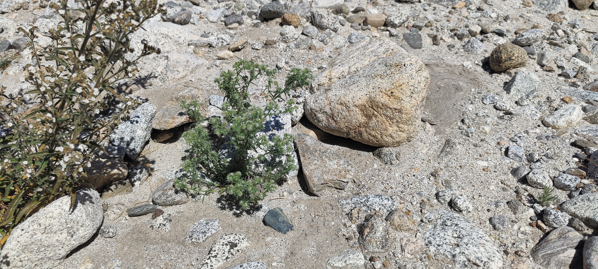 Cryptantha maritima var. pilosa