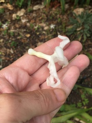 Tabernaemontana dichotoma