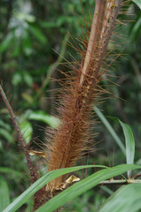 Calamus australis