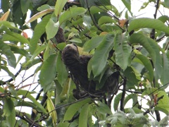 Bradypus tridactylus