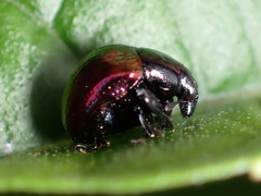Hybolabus