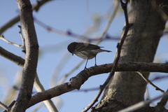 Setophaga coronata