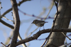 Setophaga coronata